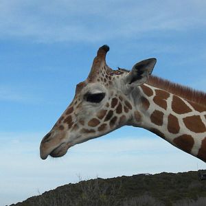 Reticulated Giraffe