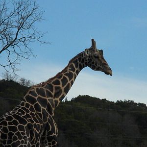 Rothschild's Giraffe
