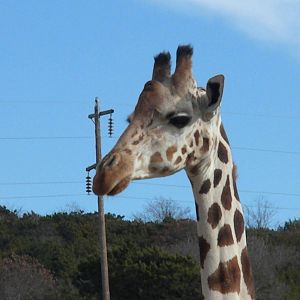 Reticulated Giraffe