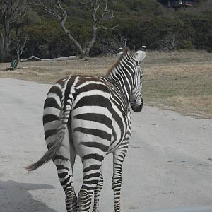 Grant's Zebra