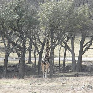 Rothschild's Giraffe