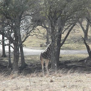 Rothschild's Giraffe