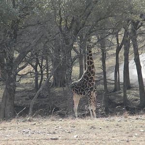 Rothschild's Giraffe