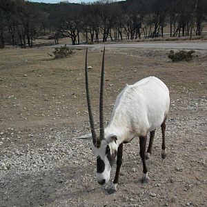 Arabian Oryx
