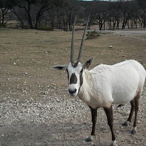 Arabian Oryx