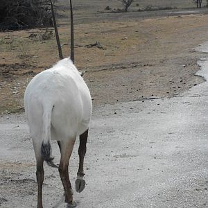 Arabian Oryx