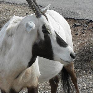 Arabian Oryx