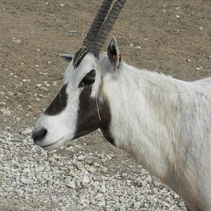 Arabian Oryx