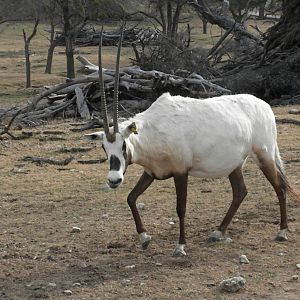 Arabian Oryx