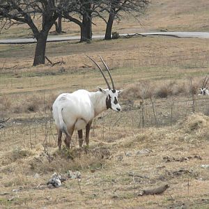 Arabian Oryx