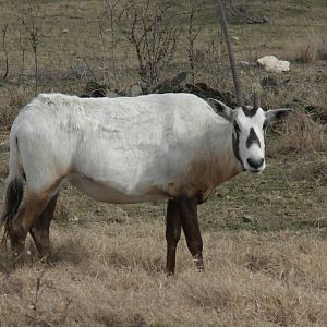 Arabian Oryx