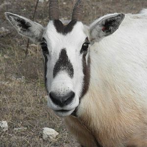 Arabian Oryx