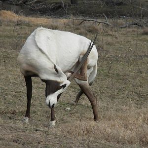 Arabian Oryx