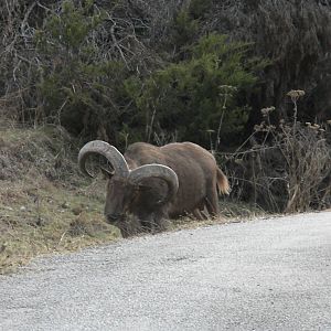 Aoudad
