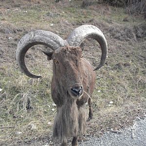Aoudad