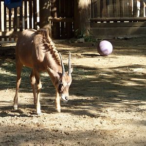 1/31/10 - Petting Kraal