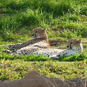 1/31/10 - JiA-South African Cheeta