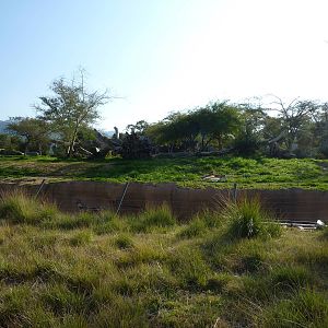 1/31/10 - JiA-South African Cheeta