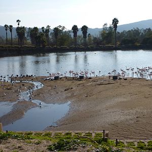 Media '1/31/10 - JiA- Greater Flamingo Exhibit' in category 'San Diego Zoo Safari Park'
