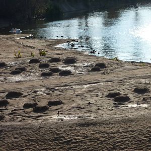 1/31/10 - JiA- Greater Flamingo Exhibit