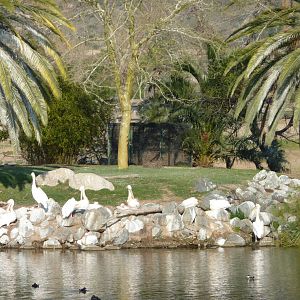 1/31/10 - JiA - White Pelican