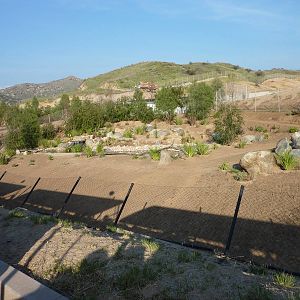 1/31/10 - JiA - Blue Crane and Yellow-Billed Stork exhibit
