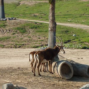 1/31/10 - JiA - Sable Antelope