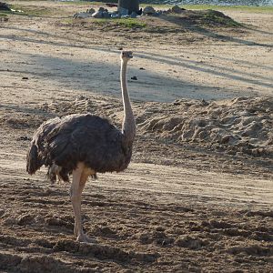 1/31/10 - Ostrich