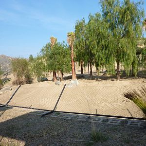 1/31/10 - JiA - Soemmerring's Gazelle Exhibit