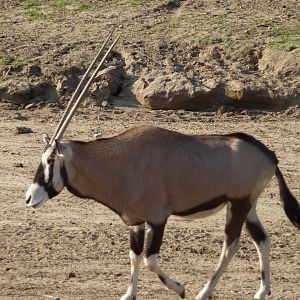1/31/10 - JiA - Gemsbok