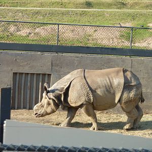 1/31/10 - JiA - Indian Rhinoceros