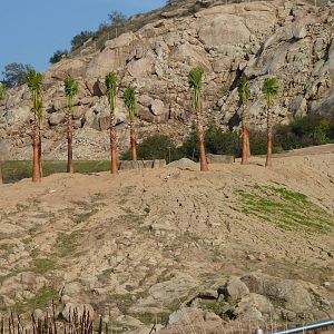 1/31/10 - JiA - Somalian Wild Ass and Barbary Sheep Exhibit
