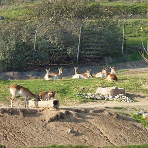 1/31/10 - JiA - Lechwe?