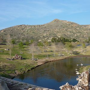 1/31/10 - JiA - African Forest