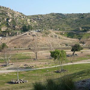 1/31/10 - JiA- Somalian Wild Ass and Barbary Sheep Exhibit