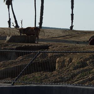 1/31/10 - JiA - Barbary Red Deer