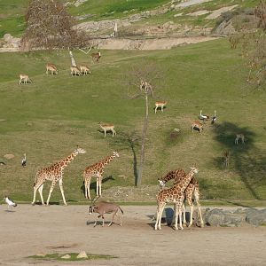 1/31/10 - JiA - Rothschild's Giraffe, Nile Lechwe, Fringe Eared Oryx, Marab