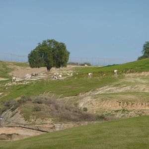 1/31/10 - JiA - Scimitar Horned Oryx