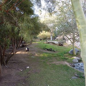 1/31/10 - Southern Steenbok and Kori Bustard exhibit