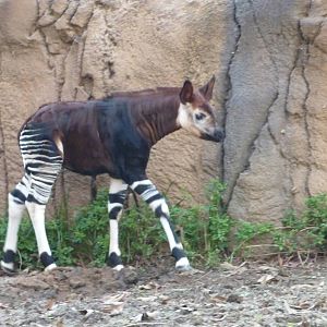 1/31/10 - Heart of Africa - Baby Okapi