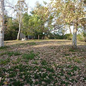 1/31/10 - Heart of Africa - Gerenuk