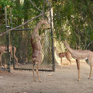 1/31/10 - Heart of Africa - Gerenuk