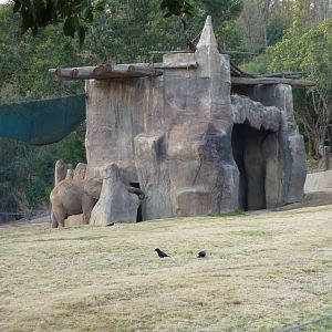 1/31/10 - African Elephants - Msholo