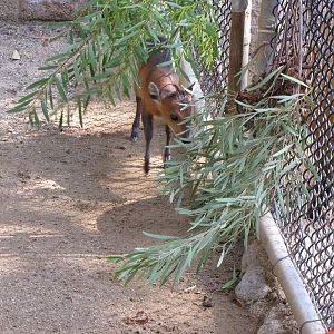 Red-flanked Duiker: Their Latest Offspring