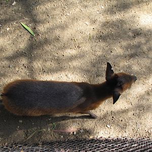 Baby Red-flanked Duiker