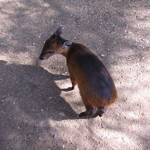 Baby Red-flanked Duiker