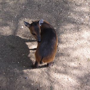 Baby Red-flanked Duiker