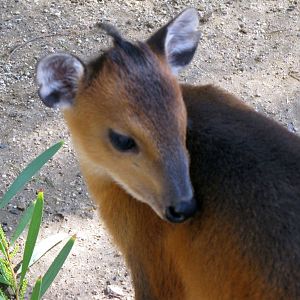 Baby Red-flanked Duiker