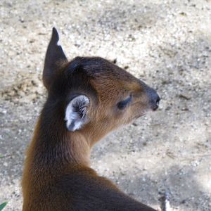 Baby Red-flanked Duiker