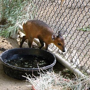 Baby Red-flanked Duiker